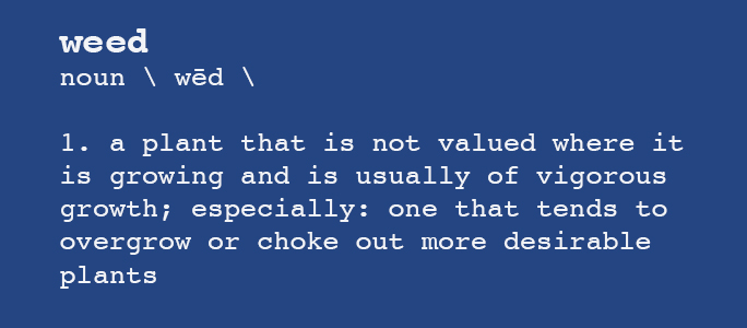 the definition of a weed is a plant that is not values where it is growing