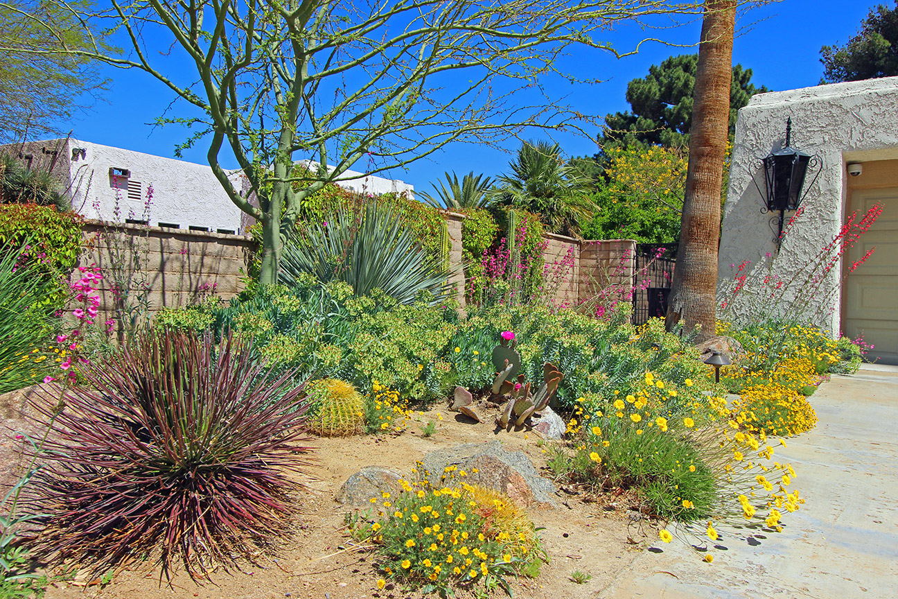 desert landscaping