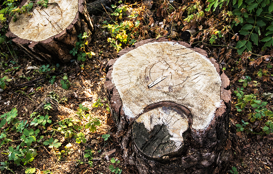 tree stump