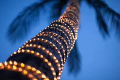 a palm tree wrapped with lights